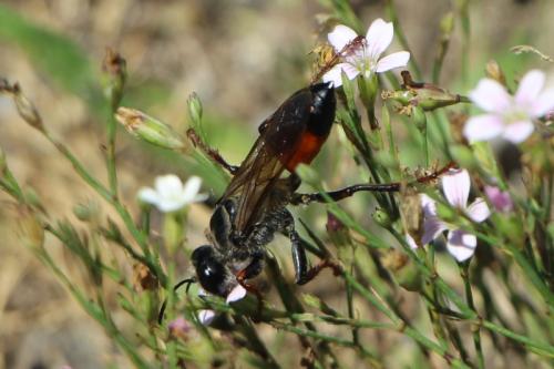 Réf. 279 309 : Sphex funerarius